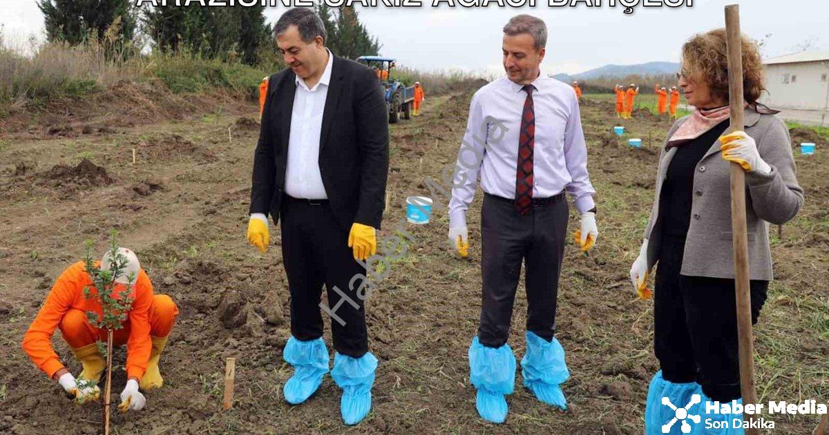 "Dalaman'da Tarımsal Kalkınma: Cezaevi Arazisine Sakız Ağacı Bahçesi" başlıklı haber için fotorealis