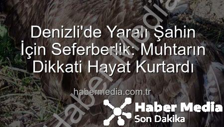 Denizli’de Yaralı Şahin İçin Seferberlik: Muhtarın Dikkati Hayat Kurtardı
