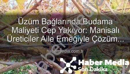 Üzüm Bağlarında Budama Maliyeti Cep Yakıyor: Manisalı Üreticiler Aile Emeğiyle Çözüm Buluyor