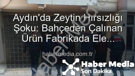 Aydın’da Zeytin Hırsızlığı Şoku: Bahçeden Çalınan Ürün Fabrikada Ele Geçirildi!