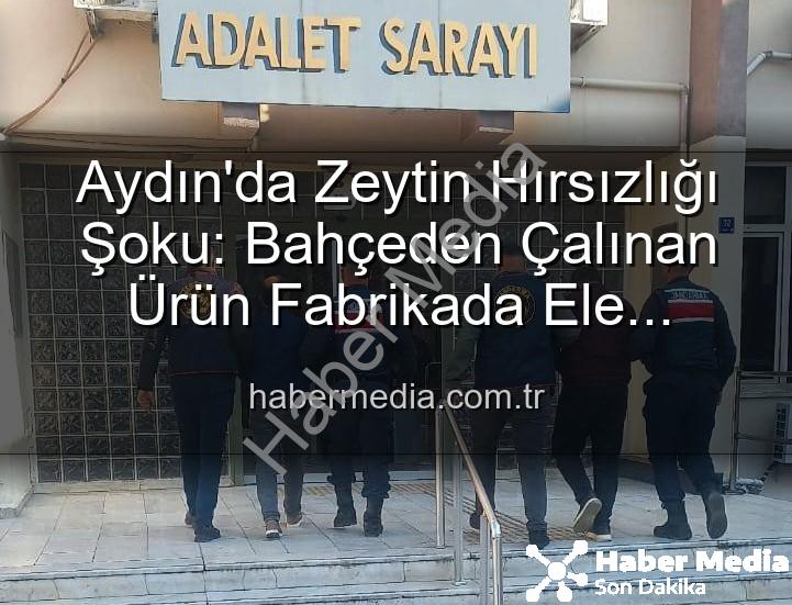 zeytin hırsızlığı - Aydın'da Zeytin Hırsızlığı Şoku: Bahçeden Çalınan Ürün Fabrikada Ele Geçirildi!