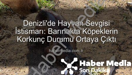 Denizli’de Hayvan Sevgisi İstismarı: Barınakta Köpeklerin Korkunç Durumu Ortaya Çıktı