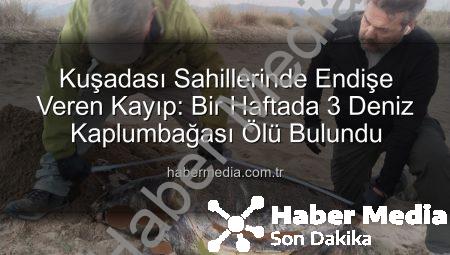 Kuşadası Sahillerinde Endişe Veren Kayıp: Bir Haftada 3 Deniz Kaplumbağası Ölü Bulundu