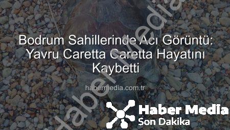 Bodrum Sahillerinde Acı Görüntü: Yavru Caretta Caretta Hayatını Kaybetti