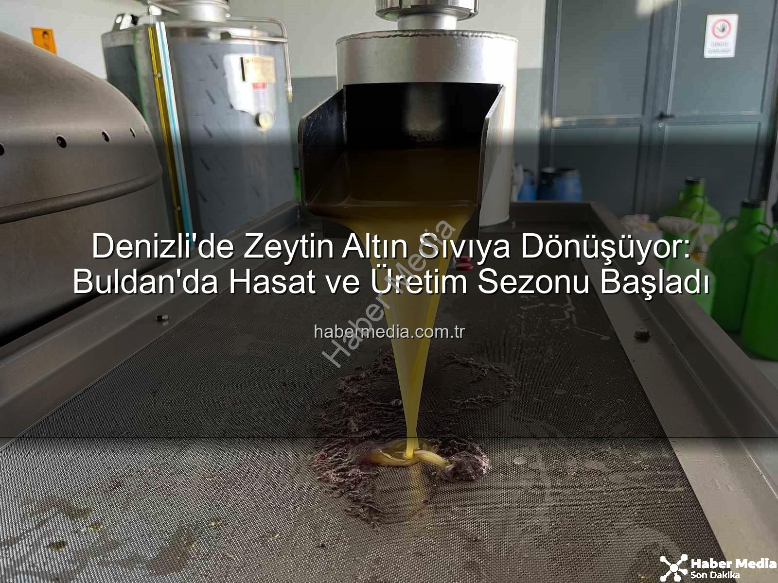 zeytin hasadı - Denizli'de Zeytin Altın Sıvıya Dönüşüyor: Buldan'da Hasat ve Üretim Sezonu Başladı