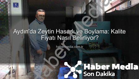 Aydın’da Zeytin Hasadı ve Boylama: Kalite Fiyatı Nasıl Belirliyor?