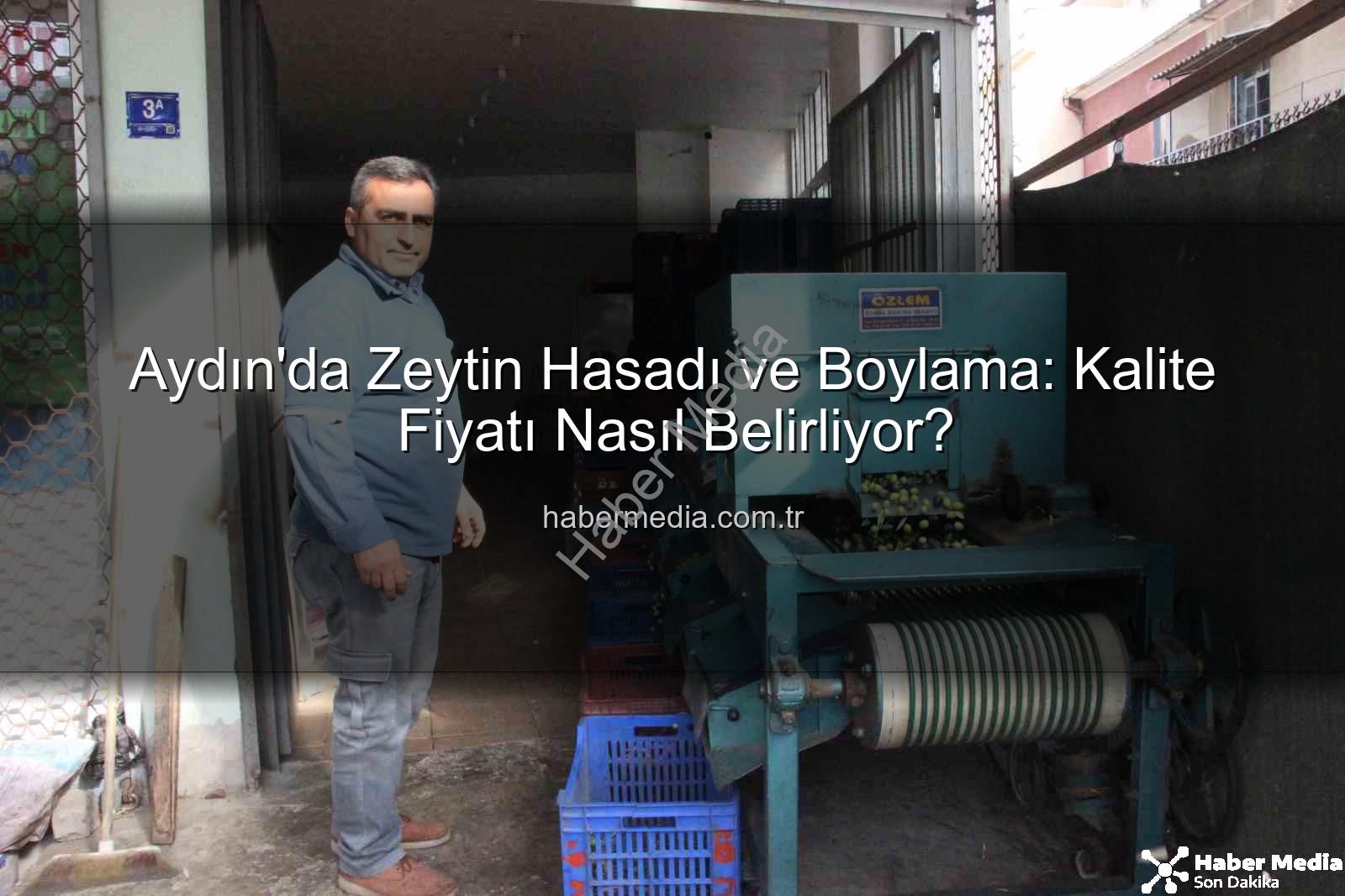 zeytin hasadı - Aydın'da Zeytin Hasadı ve Boylama: Kalite Fiyatı Nasıl Belirliyor?