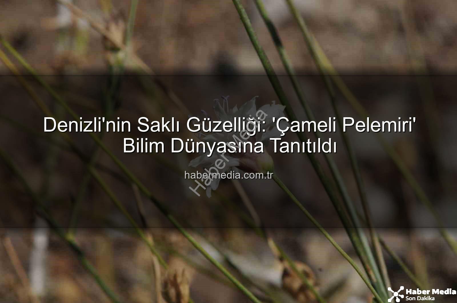 Çameli pelemiri - Denizli'nin Saklı Güzelliği: 'Çameli Pelemiri' Bilim Dünyasına Tanıtıldı
