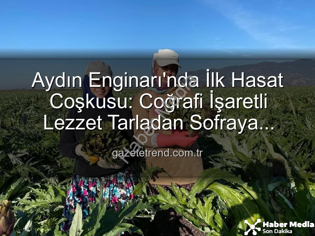 Aydın Enginarı'nda İlk Hasat Heyecanı: Coğrafi İşaretli Lezzet Tarlada Buluştu