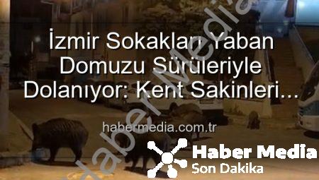 İzmir Sokakları Yaban Domuzu Sürüleriyle Dolanıyor: Kent Sakinleri Tedirgin