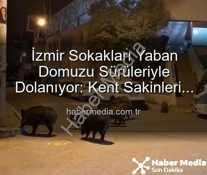yaban domuzu - İzmir Sokakları Yaban Domuzu Sürüleriyle Dolanıyor: Kent Sakinleri Tedirgin